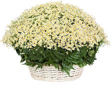 Цветочная композиция из Ромашки в корзине #REPLACE_PRED# Николаевке Республики Мордовия